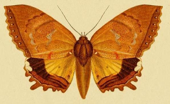 Pterocyclophora huntei