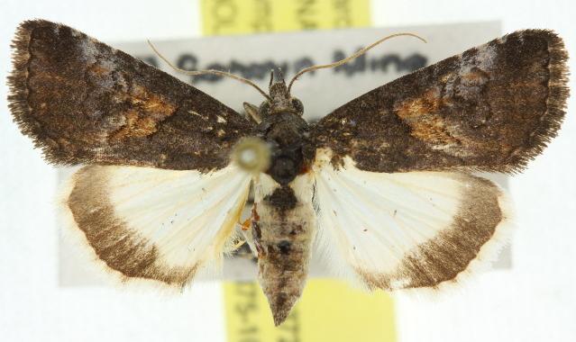 Acanthoprora melanoleuca