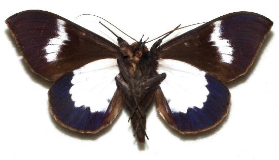 Ischyja neocherina