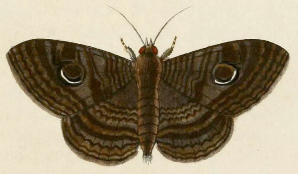 Speiredonia obscura