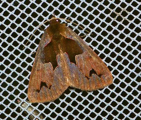 Agamana pergrata