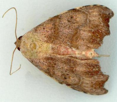 Sophta poecilota