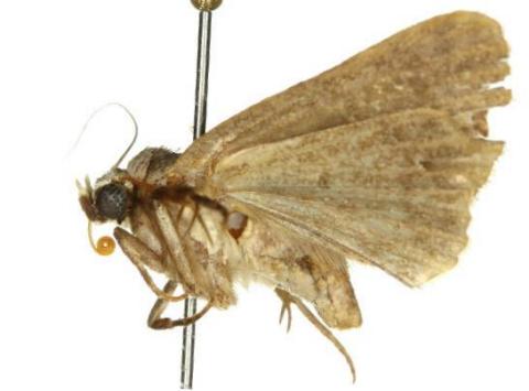 Oglasa prionosticha