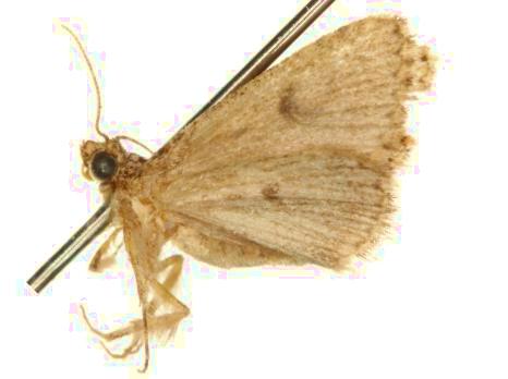 Ecphysis robiginosa