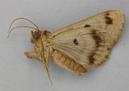 Niguza spiramioides