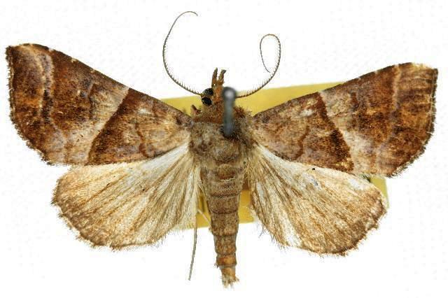 Radara subcupralis