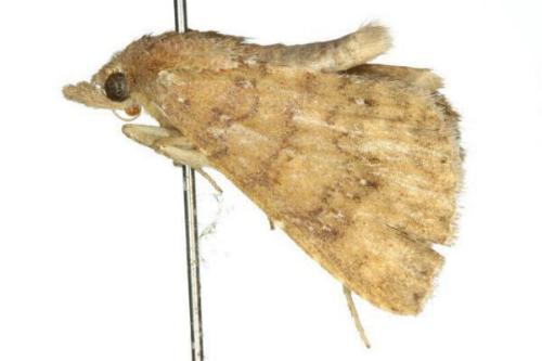 Attonda trifasciata