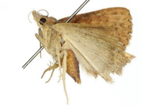 Attonda trifasciata