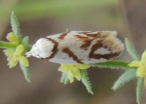 Oxythecta acceptella
