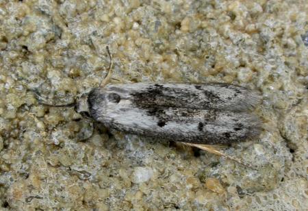 Conobrosis acervata