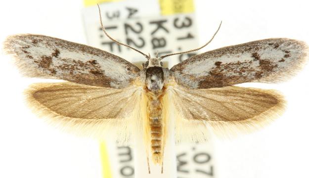 Conobrosis acervata