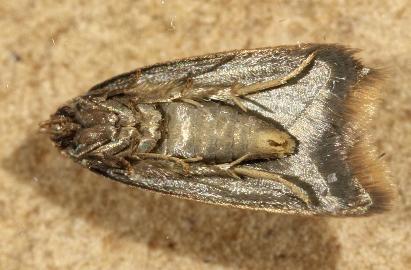 Tachystola acroxantha