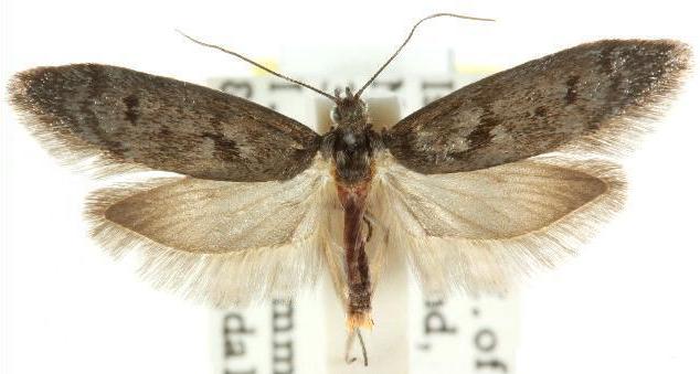 Hadrognatha aetodes