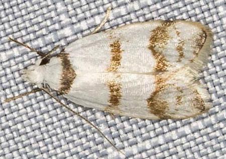 Chezala brachypepla