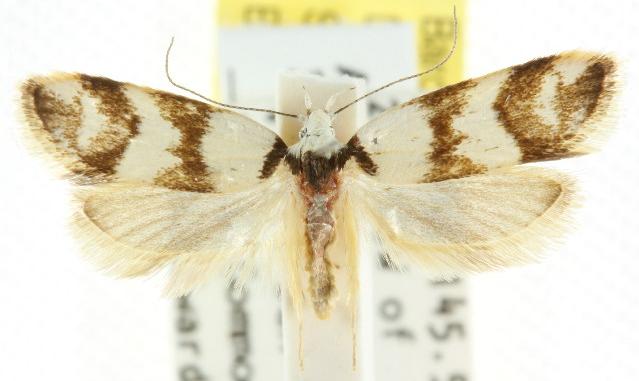 Chezala brachypepla