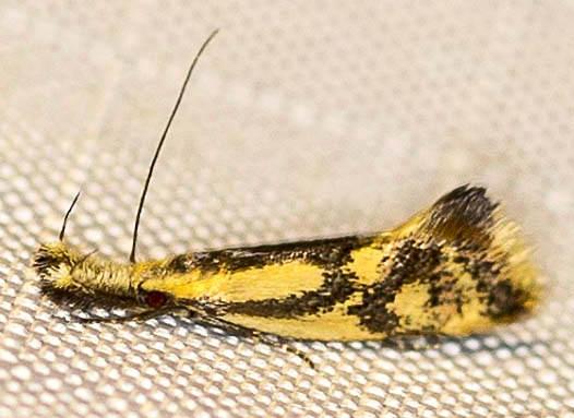 Thema brevivitella