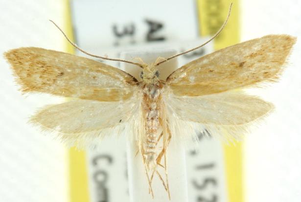 Dissoloba caseicolor