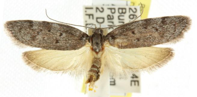 Ericrypsina chorodoxa