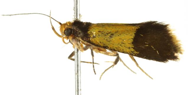 Epithymema chrysocolla