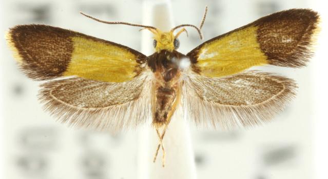 Epithymema chrysocolla