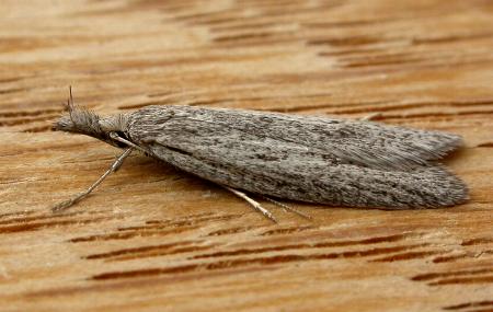 Phryganeutis cinerea