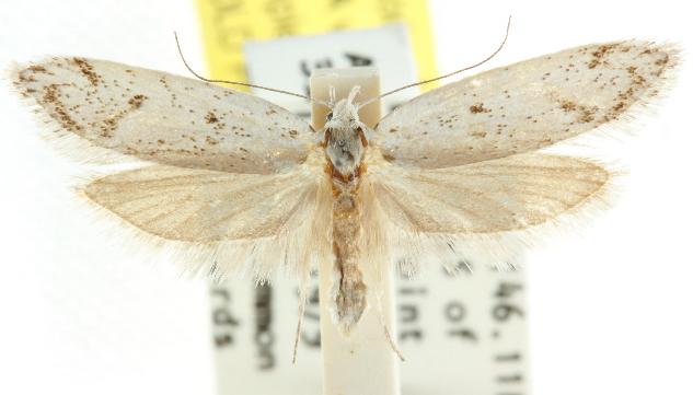 Nephogenes graphica
