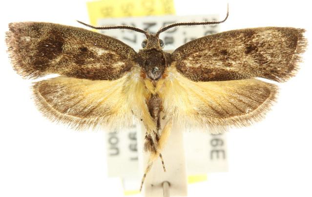 Pycnocera hypoxantha