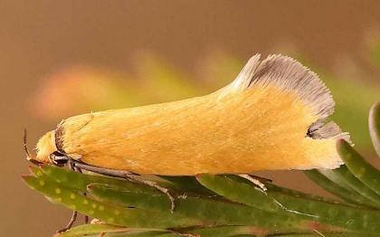 Parergophela melirrhoa