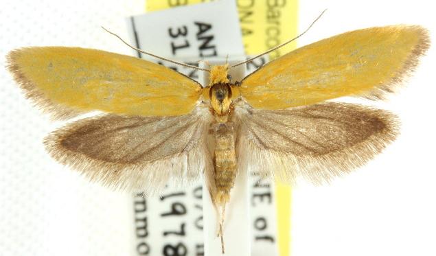 Parergophela melirrhoa
