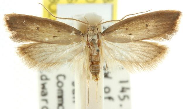 Drepanocera microstigmata