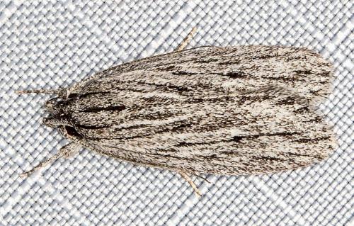 Phloeograptis obliquata