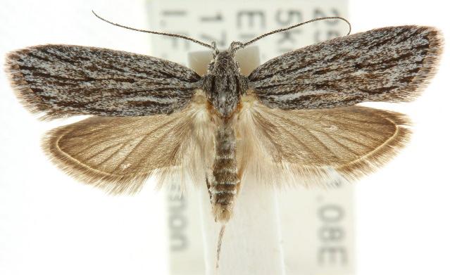Phloeograptis obliquata
