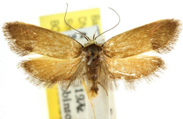 Delexocha ochrocausta