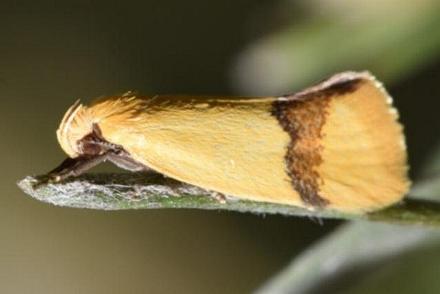 Coesyra phaeozona