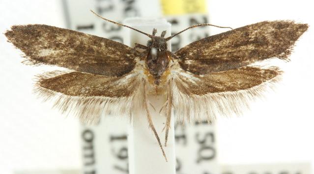 Acedesta picicolor