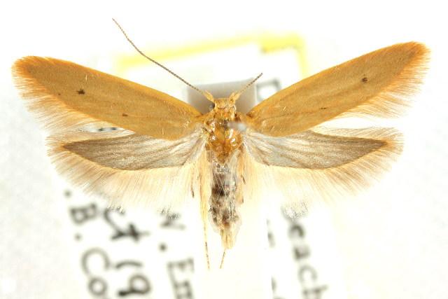 Platoloncha psamathina