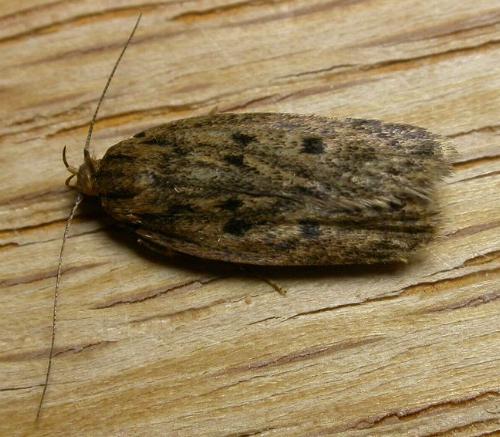 Hofmannophila pseudospretella