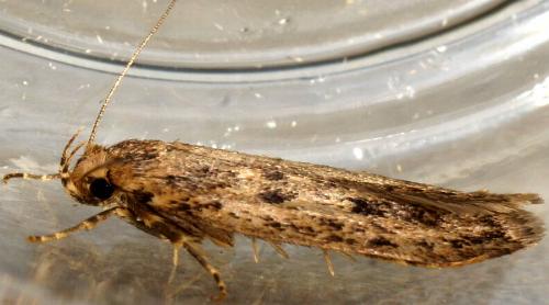 Hofmannophila pseudospretella