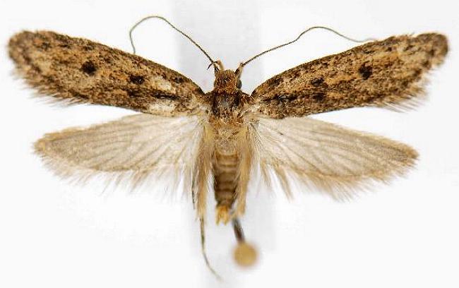 Hofmannophila pseudospretella