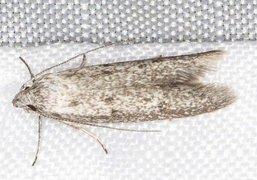 Artiastis stenopolia