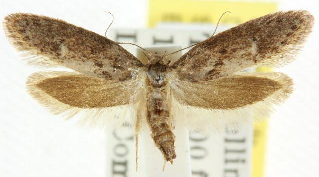 Telanepsia stictocrossa