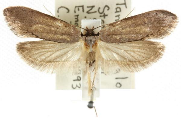 Telanepsia stockeri