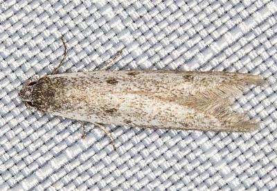Pseudotheta syrtica