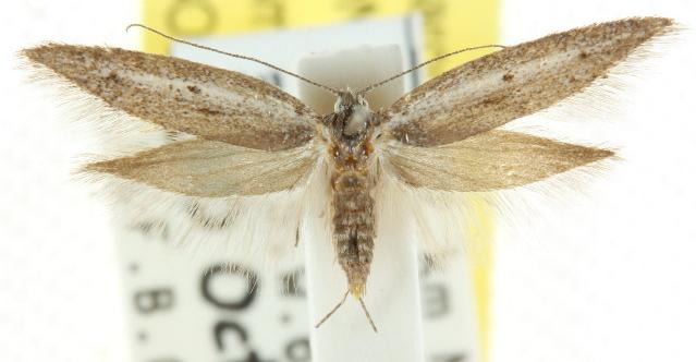 Pseudotheta syrtica