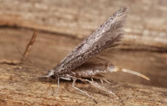 Pseudotheta syrtica