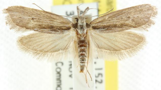 Thema tephrina