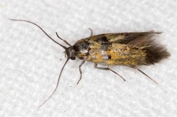 Satrapia thesaurina