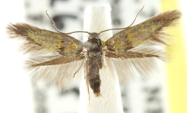 Satrapia thesaurina