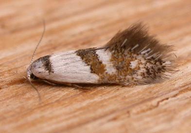 Notodryas vallata
