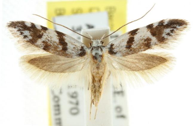 Oxythecta zonoteles